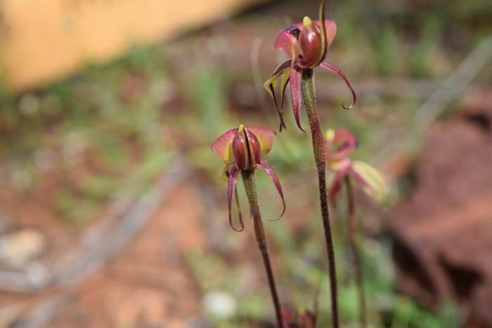 Caladenia roei - Orchid-ant-Sep-2018p0007.JPG